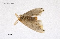 藏品(褐黃毒蛾)的圖片